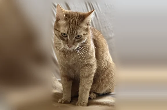 Chat perdu, Rue Haxo, 15 Ter, La Roche-sur-Yon, Challans - mâle européen roux - photo