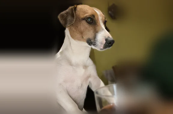 Chien perdu Vignacourt, photo : Chien perdu, Rue des Taupes, 162, Vignacourt - femelle, collier rouge