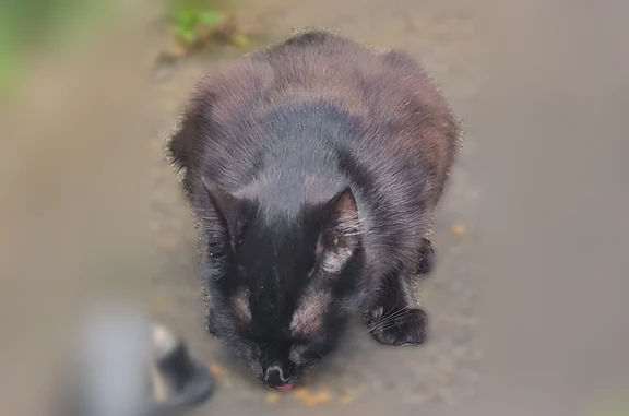 Animaux perdus et trouvés Maisons-Alfort, photo: Chat trouvé mâle, Rue de Mesly, 22, Maisons-Alfort - petite tache blanche dans le cou