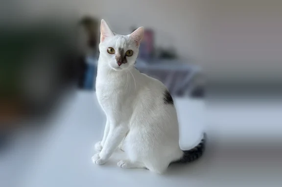 Animaux perdus et trouvés Saint-Cyr-sur-Loire, photo: Chat perdu mâle, Boulevard Charles de Gaulle, 42, Saint-Cyr-sur-Loire - blanc, très peureux