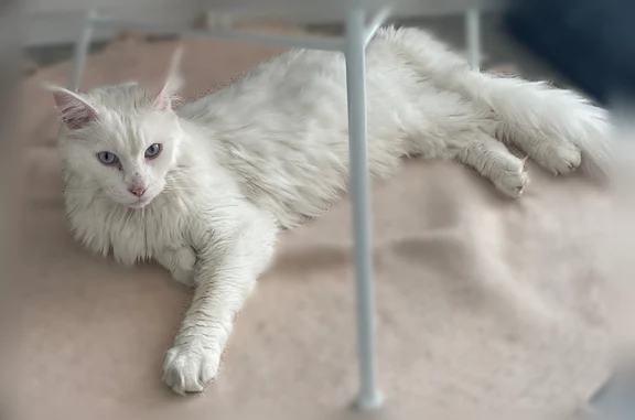 Animaux perdus et trouvés Pessac, photo: Chat perdu mâle, Avenue Léon Blum, 15, Pessac - grand chat blanc aux yeux bleus