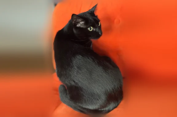 Chat perdu mâle, Rue Robert Dupont, Île-de-France, Brive-la-Gaillarde - tout noir - photo