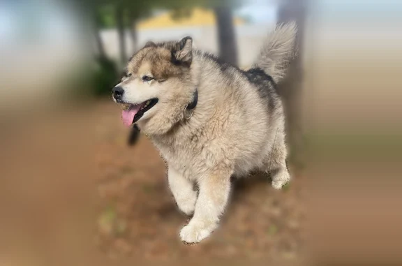 Chien trouvé par nos voisins