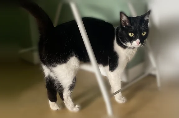 Animaux perdus et trouvés Langon, photo: Trouvé chat femelle, Rue de Bondues, Tourcoing, Langon - très sociable et câline