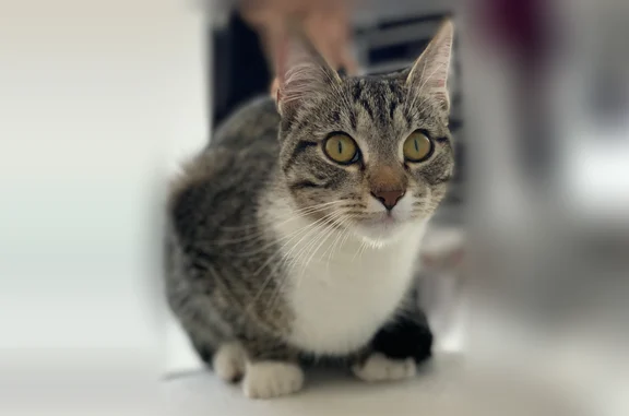 Chat perdu, Rue Joseph Rigal, 100, Gaillac - femelle - photo