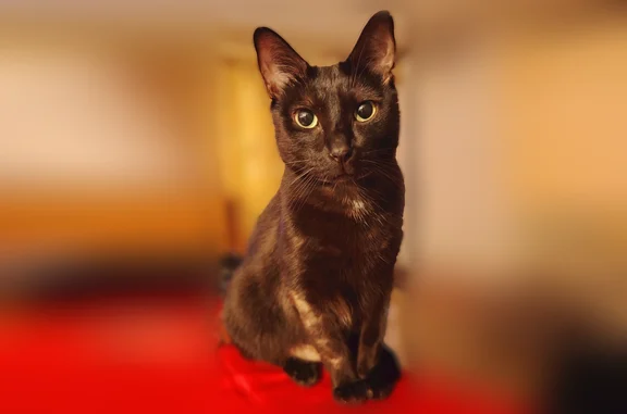 Chat perdu, Paris, photo: Chat perdu mâle, Saint-Perreux, Bretagne, Paris - collier rose
