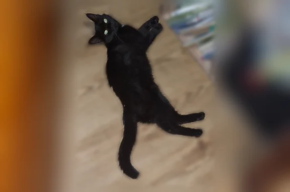Chat perdu, femelle, Allée des Pinsons, Pontcharra - petite chatte noire tachetée de blanc - photo