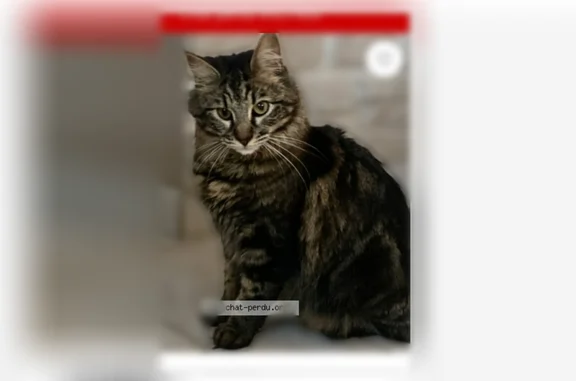 Animaux perdus et trouvés Fos-sur-Mer, photo: Perdu chat femelle, Chemin de David, Fos-sur-Mer - chatte européenne tigrée à poil long