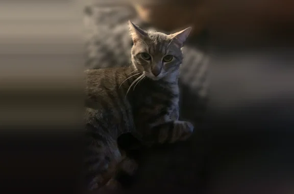 Chat perdu mâle, Place du 11 Novembre, Saintes, Paris - tigré gris, yeux verts - photo
