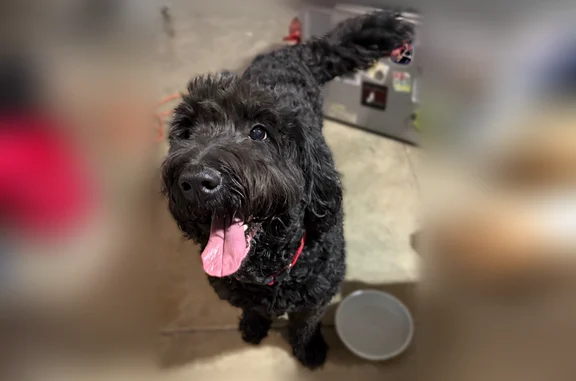 Found dog Manchester, photo: Found dog, Leno Place, Richmond, Arlington - female - black labradoodle (?)