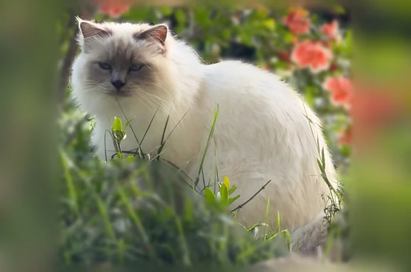 Chat perdu, Bourg-en-Bresse - mâle Sacré de Birmanie - photo