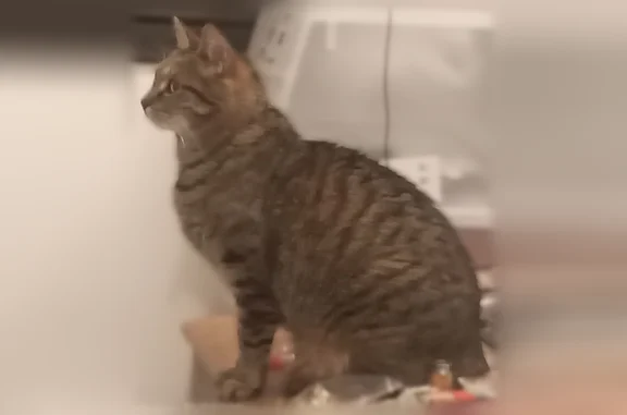 Perdu chat femelle, Paris — sans queue - photo