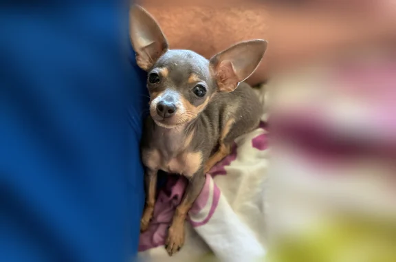 Lost dog, McCord Avenue, 317,...