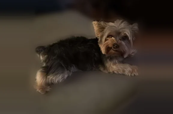 Lost dog, Lake Buena Vista, Fl...