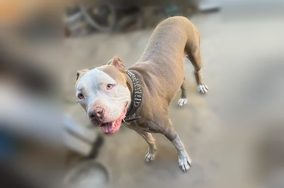 Lost dog, South Jordan Avenue,...