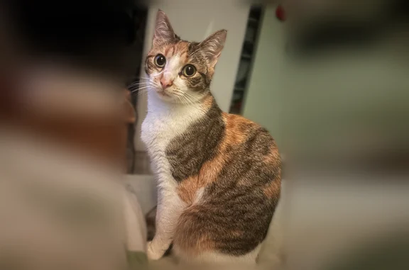 Animaux perdus et trouvés Floirac, photo: Chat perdu femelle, Rue Jean Garatain, 4, Floirac, Paris - petite tricolore craintive