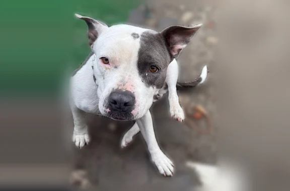 Lost dog, Main Street, 100 Eas...