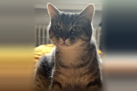 Chat perdu mâle, Chemin de la Glacière, Brunoy — mâle castré, 1 an - photo