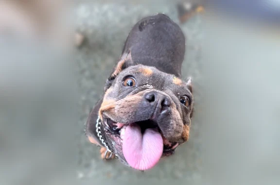 Lost dog, South Jordan Avenue, 482, San Jacinto - female Frenchie - photo