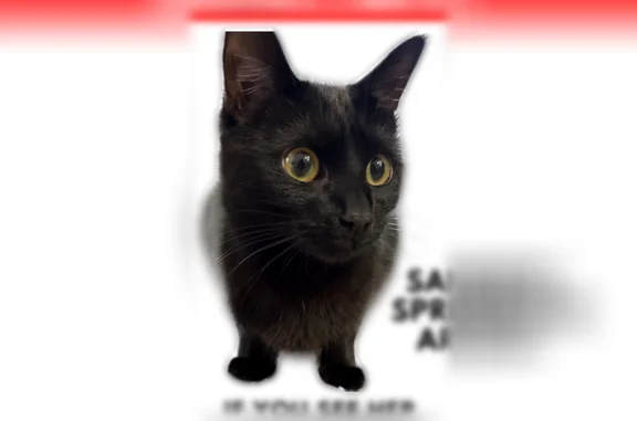 Lost cat, Roswell Road Northea...