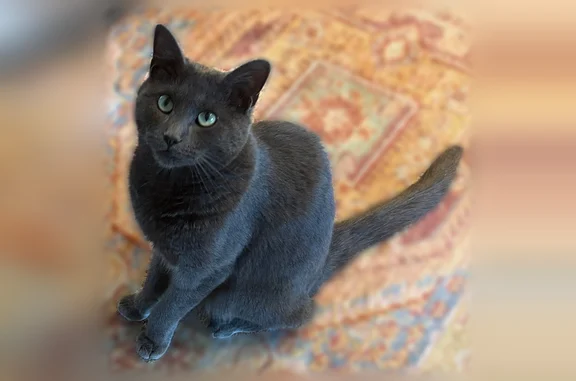 Lost cat, East Fort Avenue, 90...
