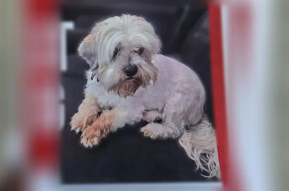 Lost dog, Hazelwood Street, 31...