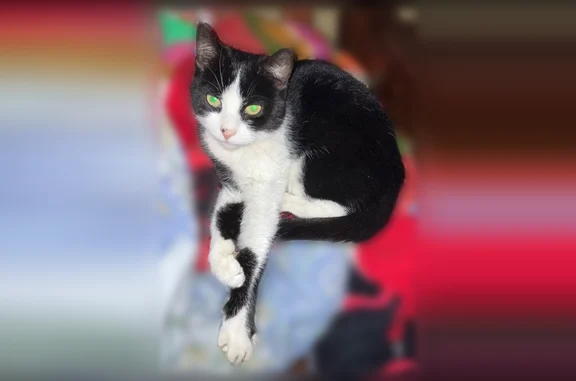 Lost cat, Baker Avenue, 142, B...