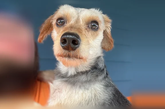 Lost dog, George Street, 11, T...