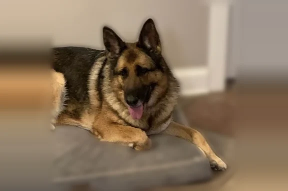 Lost dog, Dublin Drive, 353, S...