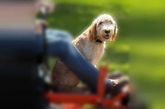 Missing dog Montpelier, photo: Lost dog, MS 46, Montpelier, Montpelier - male, 6-month-old goldendoodle, green shock collar