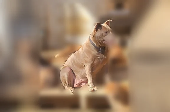 Lost dog, Saltillo, Mississipp...