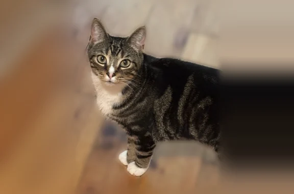 Lost cat, Mill Road, Dedham -...