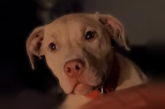 Lost dog, Gratiot Avenue, Detr...