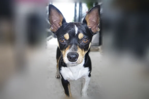 Animaux perdus et trouvés Boissy-sous-Saint-Yon, photo: Chien trouvé mâle, Avenue de Paris, 51, Boissy-sous-Saint-Yon - jeune, non tatoué, non vacciné