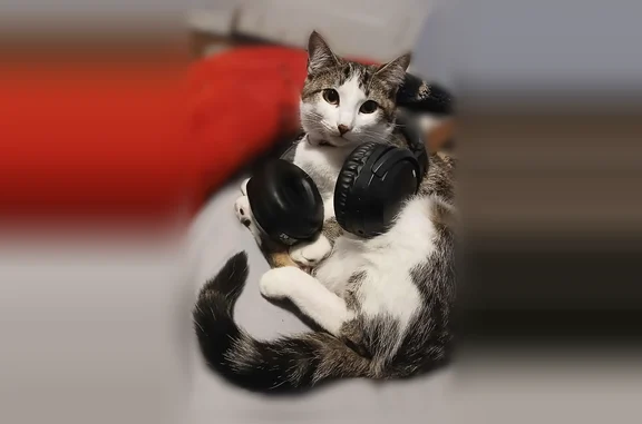 Lost cat, North Lake Drive, 5555, Lake City - male - photo