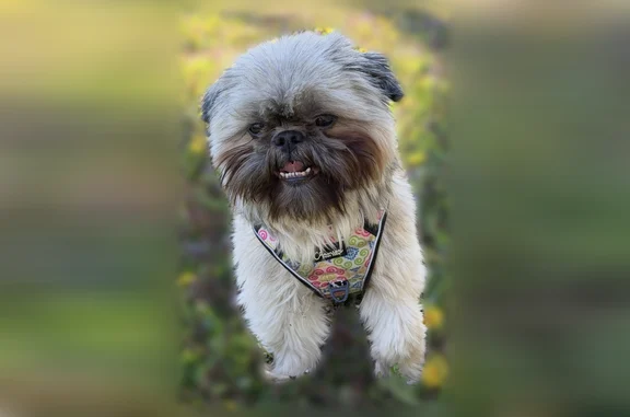 Lost pets Minneapolis, photo: Lost dog, North James Avenue, 2214, Minneapolis - brown mask face
