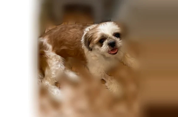 Lost dog, Petteys Avenue, Providence — white and brown, big skin tag - photo