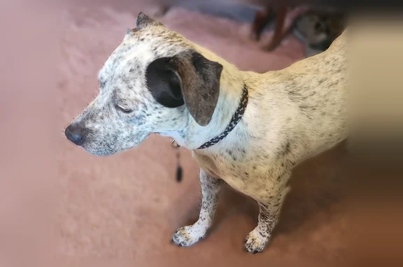 Found pets Farmington, photo: Found dog, Samantha Lane, 4600, Farmington - white spotted, medium size, with a collar and GPS tracker