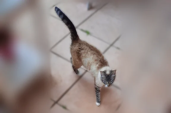Animaux perdus et trouvés Brignais, photo: Chat trouvé, Chemin de Montibert, 4, Brignais - croisé siamois très causant