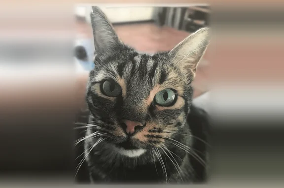 Perdu chat femelle, Rue Jean Mayodon, 8, Alès - gris tigré, oreilles un peu abîmées - photo