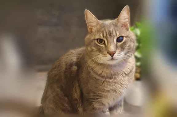 Chat perdu mâle, Chemin du Buissonnay, 601, Lumbin - œil abîmé - photo