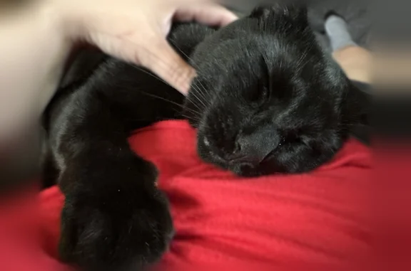 Lost cat, East Henry Clay Street, 512, Whitefish Bay - male - photo