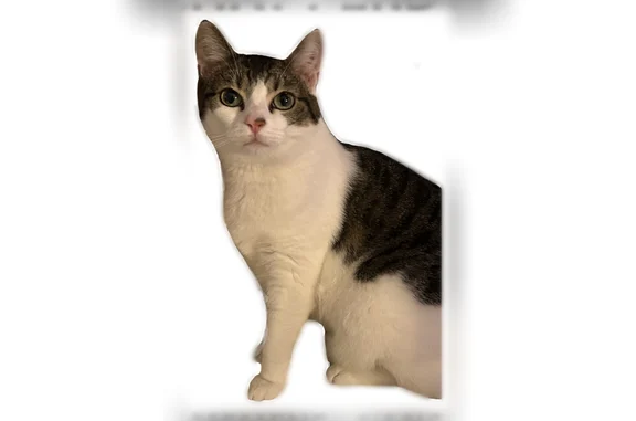 Animaux perdus et trouvés Sarcelles, photo: Perdu chat femelle, Rue Raymond Justice, 40, Drancy, Sarcelles - blanche et tigrée