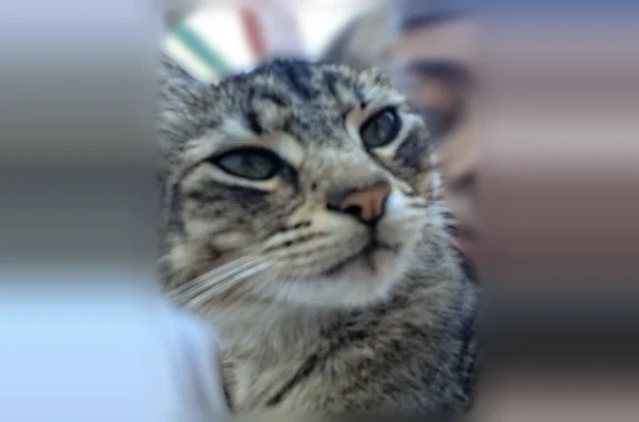 Lost pets Arlington, photo: Lost cat, Front Street, 698, Arlington - male, grey with a blue collar