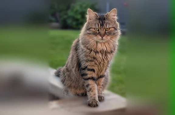 Animaux perdus et trouvés Lyon, photo: Chat perdu mâle, Rue Jean Jaurès, Faches-Thumesnil, Lyon - très gentil