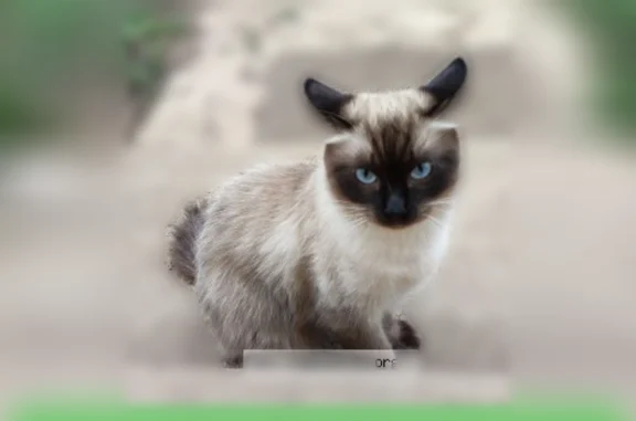 Animaux perdus et trouvés Paris, photo: Chat perdu mâle, Rue Clément Janin, Dijon - yeux bleus, pucé