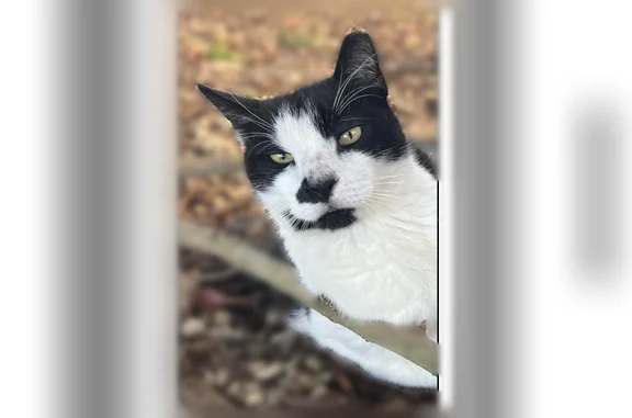 Lost cat, Southwest 316th Street, 20160, Homestead - male, neutered, limping on hind right leg - photo