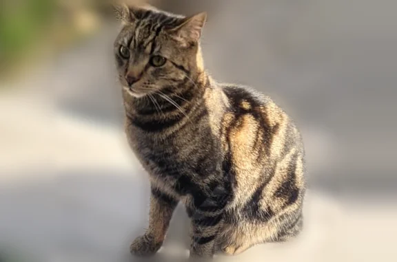 Animaux perdus et trouvés Nogent-sur-Marne, photo: Chat perdu mâle, Avenue Kléber, 2, Nogent-sur-Marne