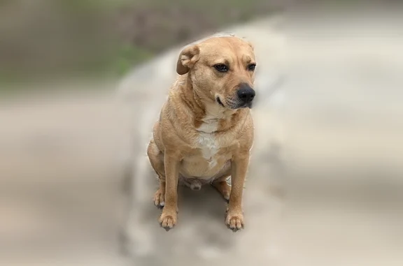 Lost dog, Chamberlain Street, 1419, Irving, Euless - male, light brown, orange collar - photo