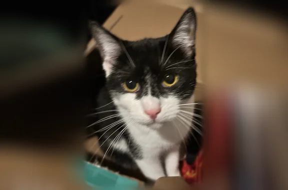 Lost pets Irving, photo: Lost cat, Hughes Drive, 374, Irving - female kitten with a yellow collar